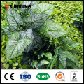 uv protection garden artificial evergreen plant walls